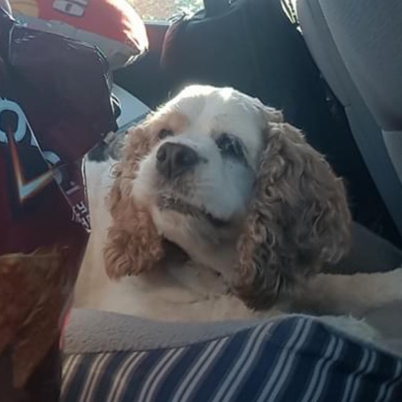 Meet your Posher, Aleia - Picture 5 of 6